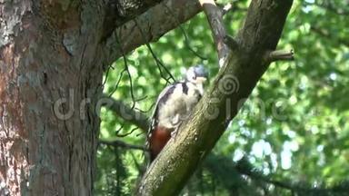 松树上的斑点啄木鸟